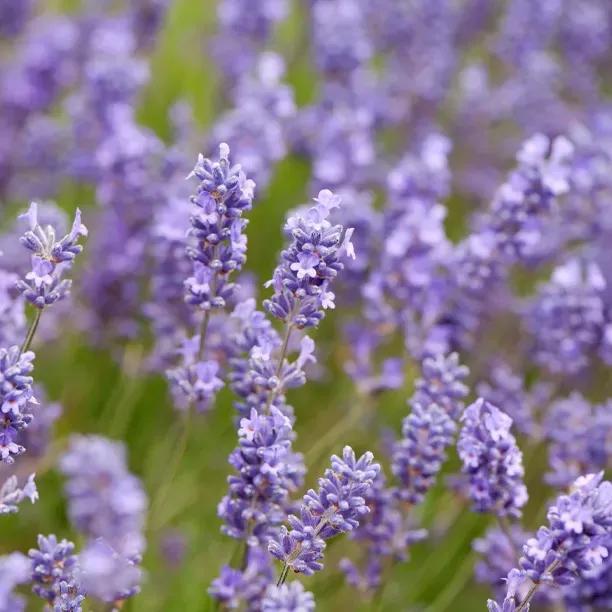 Best Lavender for Hedging