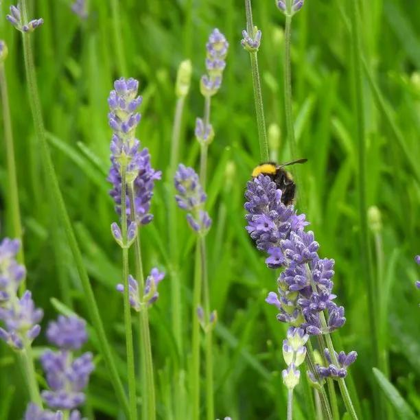 Best Lavender for Gardens