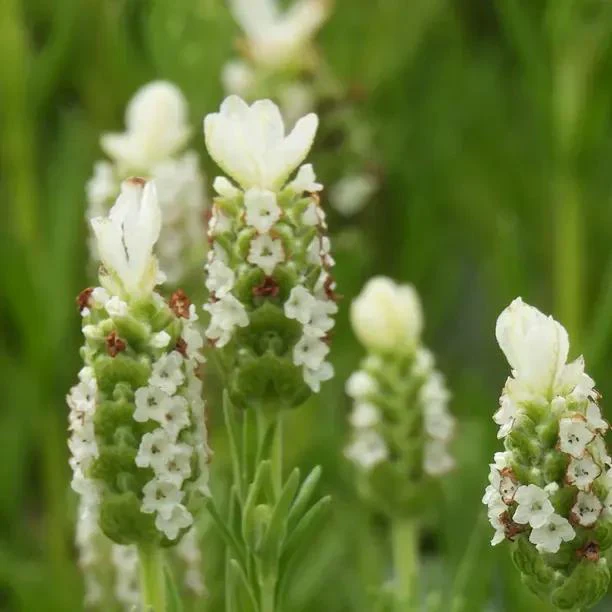 Lavender Plants for Sale