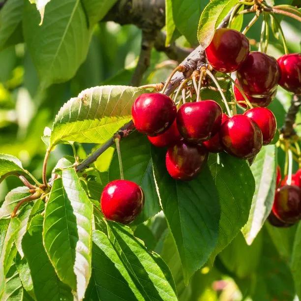Best Fruit Trees for Gardens