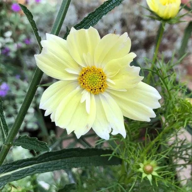 Cosmos Plants for Sale